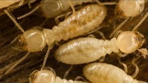 إبادة النمل الأبيض